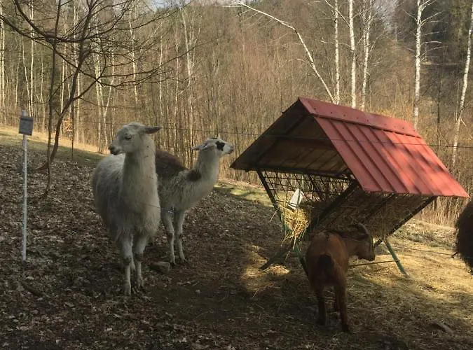 Hopi Hopi Svoboda nad Úpou